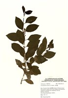藏品(苦林盤(白花苦林盤))的圖片